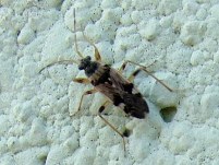 HETEROPTERA: CHIAVI DICOTOMICHE